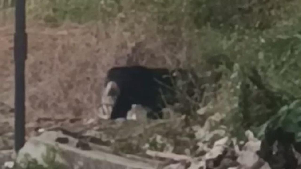 Beruang Madu Keluar Hutan, Acak-Acak Kebun Warga di Lubuklinggau