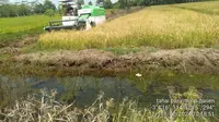 Petani di Desa Tahai Baru mulai panen raya padi.