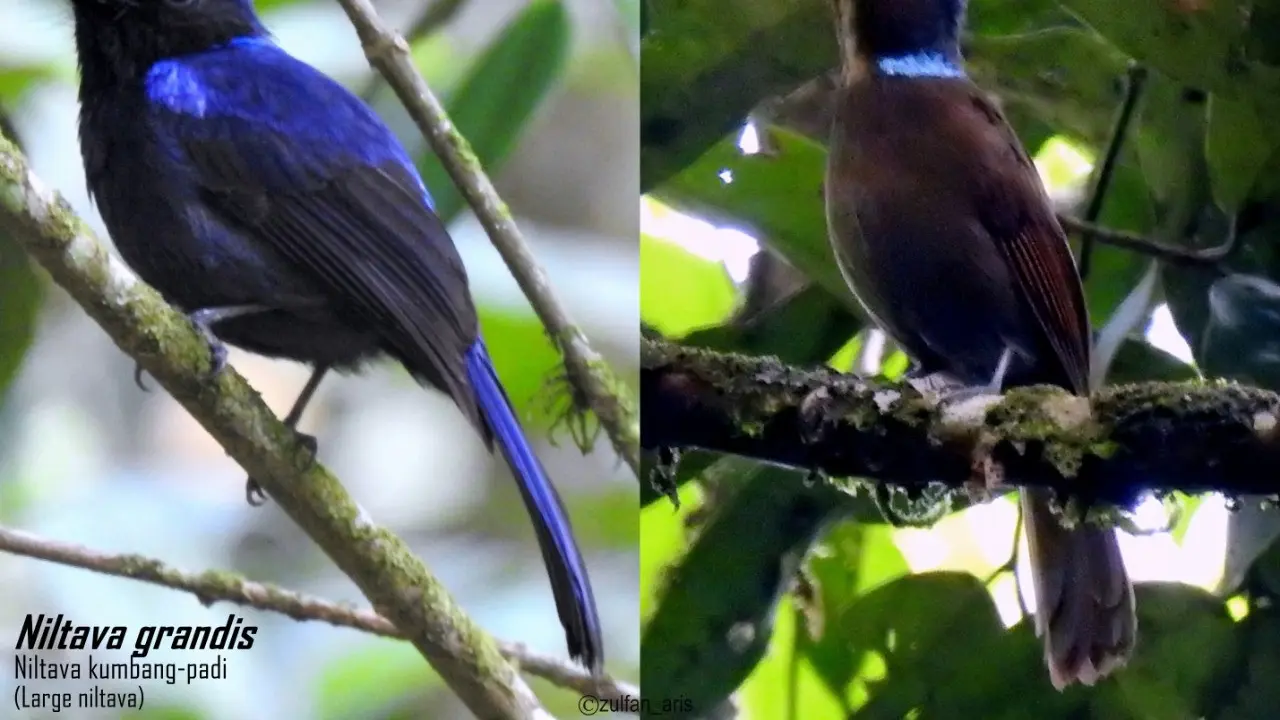 6 Fakta Menarik Mandailing Natal, Habitat Burung Eksotis Niltava Kumbang-padi