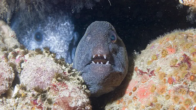 Belut Serigala