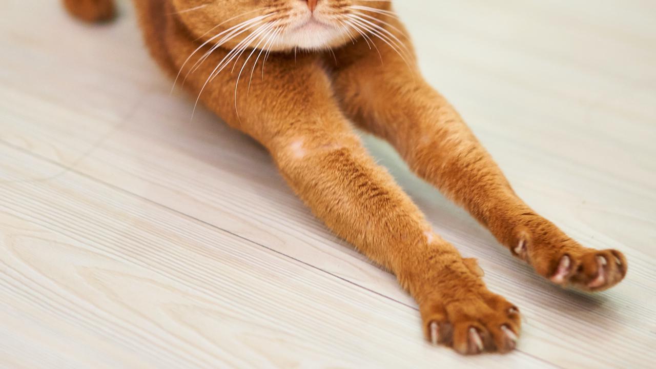 Ilustrasi Cakaran Kucing/ Unsplash