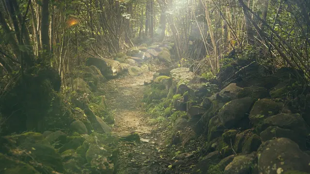 6 Arti Mimpi Tersesat di Hutan, Pertanda Ada Masalah?