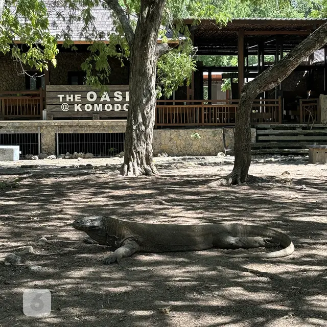 Taman Nasional Komodo Uji Cobakan Aplikasi SiOra pada Agustus 2024 ...