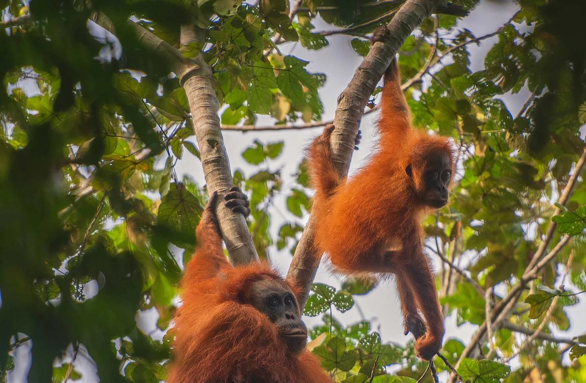FOTO: Puluhan Orangutan Tapanuli Tewas Diterjang Longsor