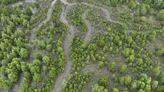 Indonesia Perkuat Rehabilitasi Mangrove Berbasis Ekologi