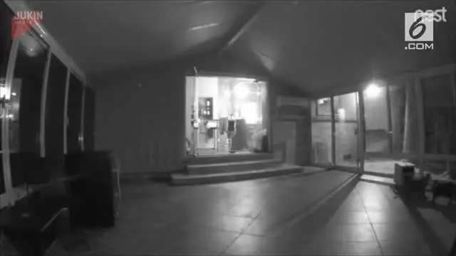 VIDEO: Kasihan Tapi Lucu, 2 Kucing Tabrak Pintu Kaca