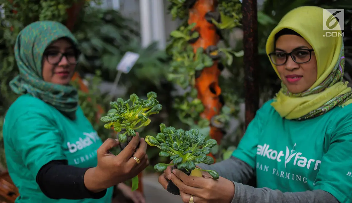 Petugas menunjukkan bibit bunga di Balkot Farm yang terletak di Balai Kota DKI Jakarta, Senin (16/9/2019). Dengan adanya Balkot Farm ini, diharapkan dapat mengajak para pengelola gedung yang ada di Jakarta untuk ikut ambil bagian menerapkan pertanian perkotaan. (Liputan6.com/Faizal Fanani)