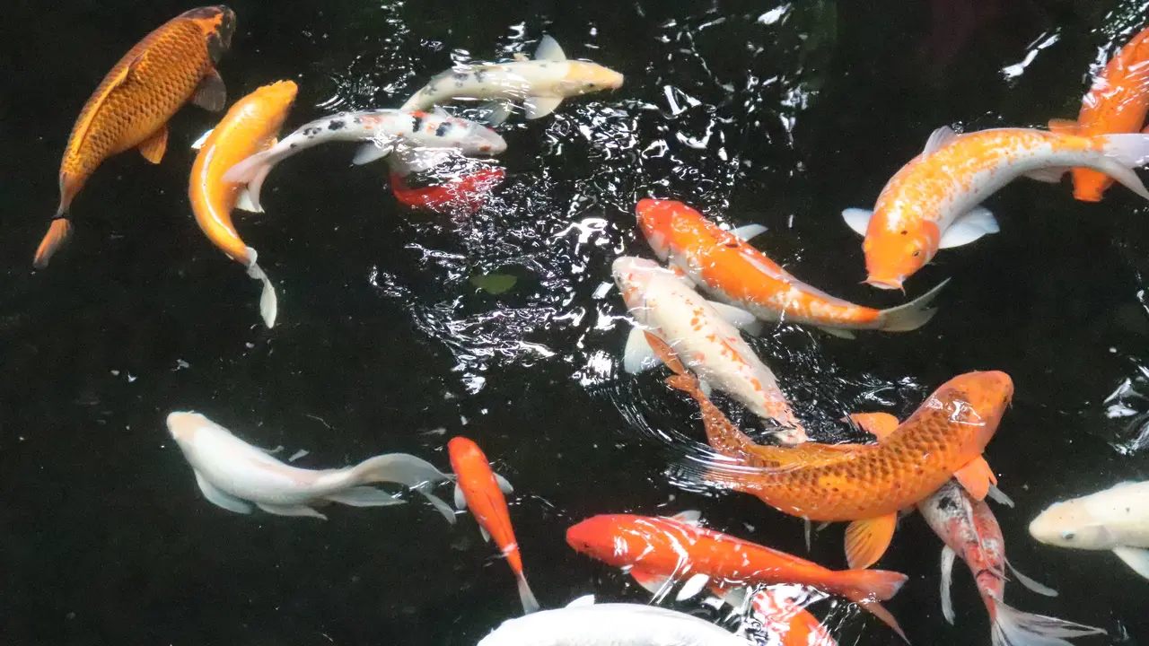 Ikan Mas - Vania