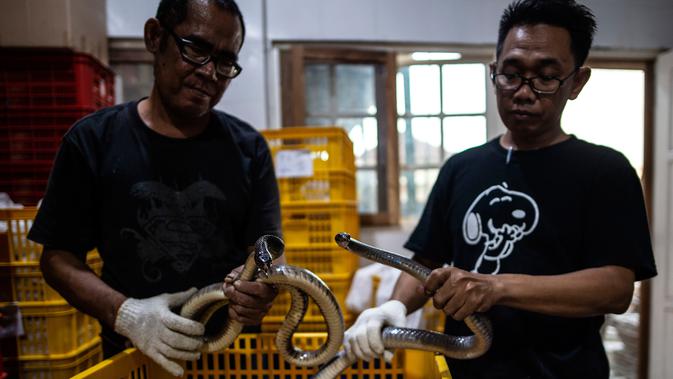 Petugas melakukan pemeriksaan kesehatan ular sebelum proses packing di salah satu perusahaan eksportir di Surabaya, 13 Februari 2019. Ular-ular tersebut diekspor secara legal untuk memenuhi kebutuhan menu masakan di Guangzhou, China. (Juni Kriswanto/AFP)