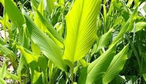 Tips Menanam dan Memanfaatkan Daun Kunyit di Rumah (Credit: Shutterstock/Echoy choy)