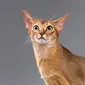 Kucing Abyssinian (freepik)