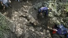 Petugas mengevakuasi harimau mati yang hanyut diterjang banjir di kebun binatang Tbilisi, Georgia, Amerika Serikat (AS), Senin (15/6/2015). (REUTERS/David Mdzinarishvili)