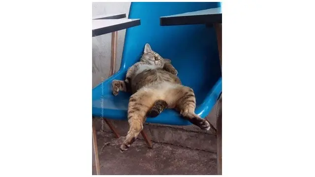 Pose Menggemaskan Kucing Saat Tidur Nyenyak Ini Kocak Banget