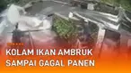 Detik-detik insiden menegangkan terekam CCTV. Terjadi di kolam budidaya ikan di Nagari Tanjung Sani, Agam, Sumatera Barat. Seorang wanita jatuh usai dinding kolam tempat ia berdiri ambruk.