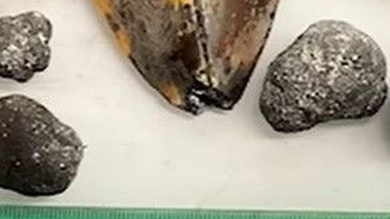 Heboh Penemuan Fosil Gigi Megalodon 10.000 Kaki di Bawah Laut