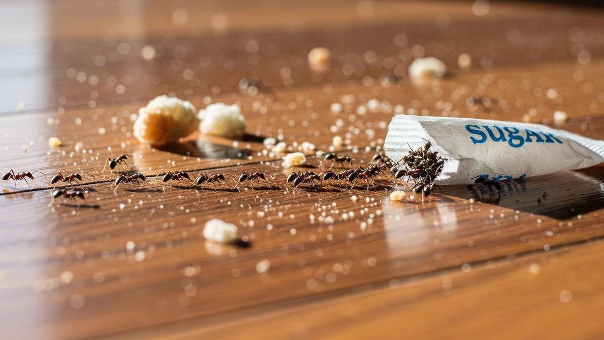 7 Cara Mengusir Semut Tanpa Membunuh, Aman untuk Anak dan Hewan Peliharaan