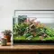 Cara Membuat Aquascape Simple untuk Pemula yang Baru Belajar