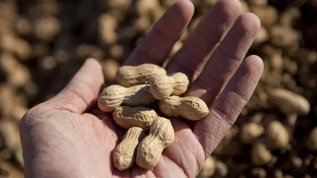 Kacang, Makanan Mematikan