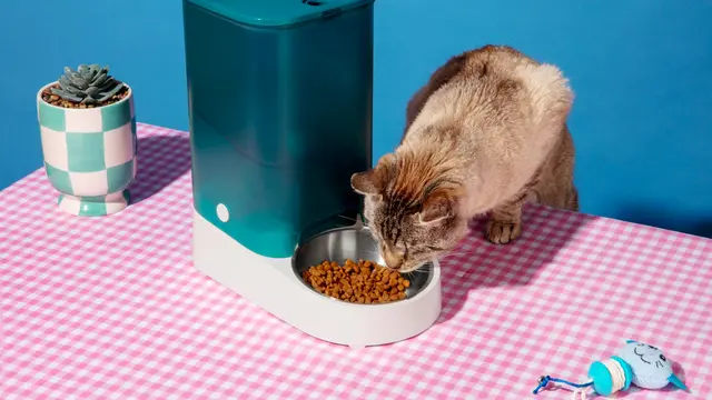 Cat Eating