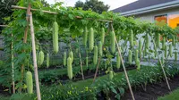 7 Cara Menanam Pare dengan Sistem Rambat agar Buah Lebih Banyak dan Lebat
