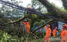 Waspada Potensi Pohon Tumbang Banjarmasin, DLH Ingatkan Bahaya Cuaca Ekstrem