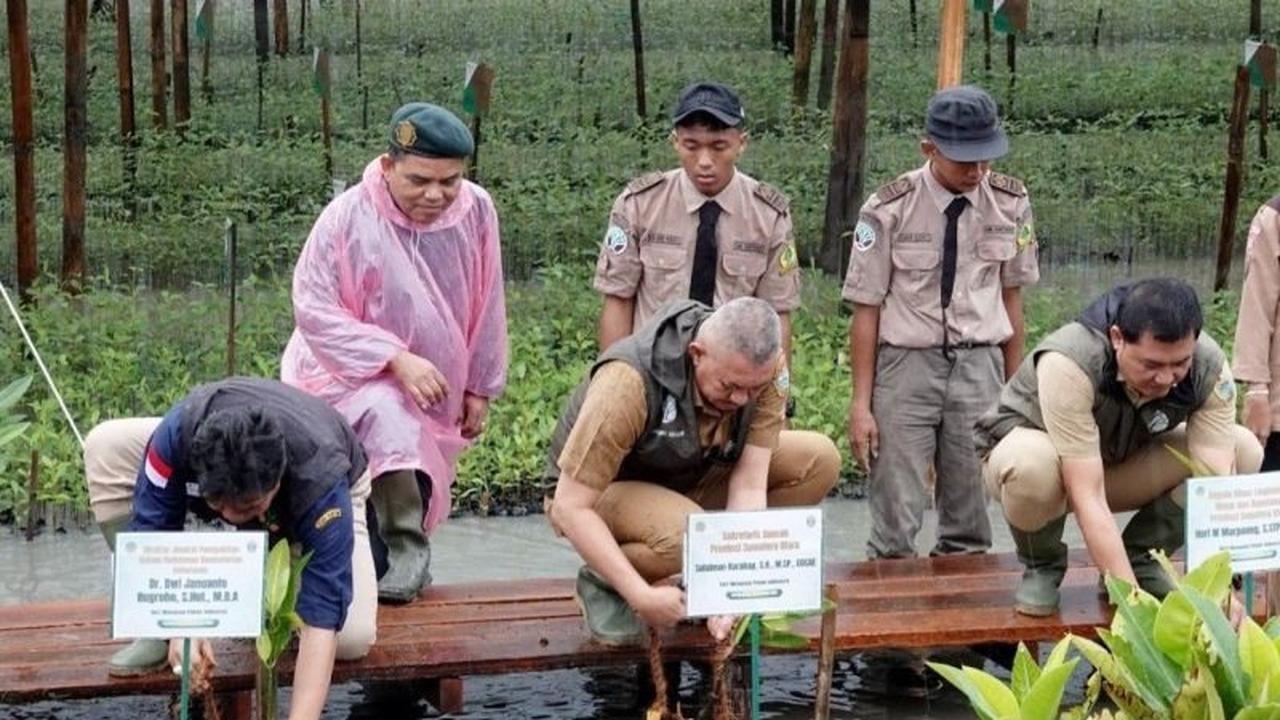 Pemprov Sumut Gencarkan Penanaman Mangrove 8.307 Hektare, Wujudkan Lingkungan Lestari