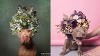 Wanita Ini Mampu Dandani Anjing Galak Jadi Lucu, 7 Hasilnya Bikin Takjub (instagram.com/sophiegamand)
