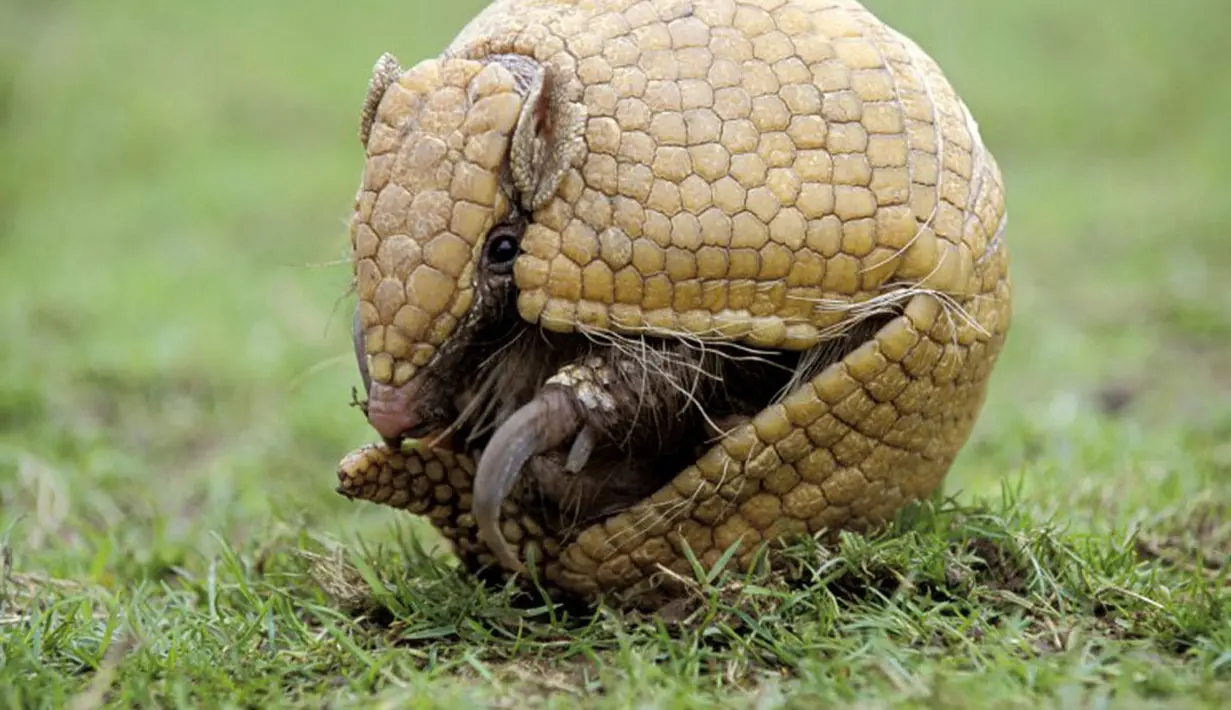 Armadillo adalah mamalia plasental kecil, diketahui karena memiliki perisai pada tubuhnya.  Bila terancam Ia membentuk dirinya menjadi bulat(fifa.com).