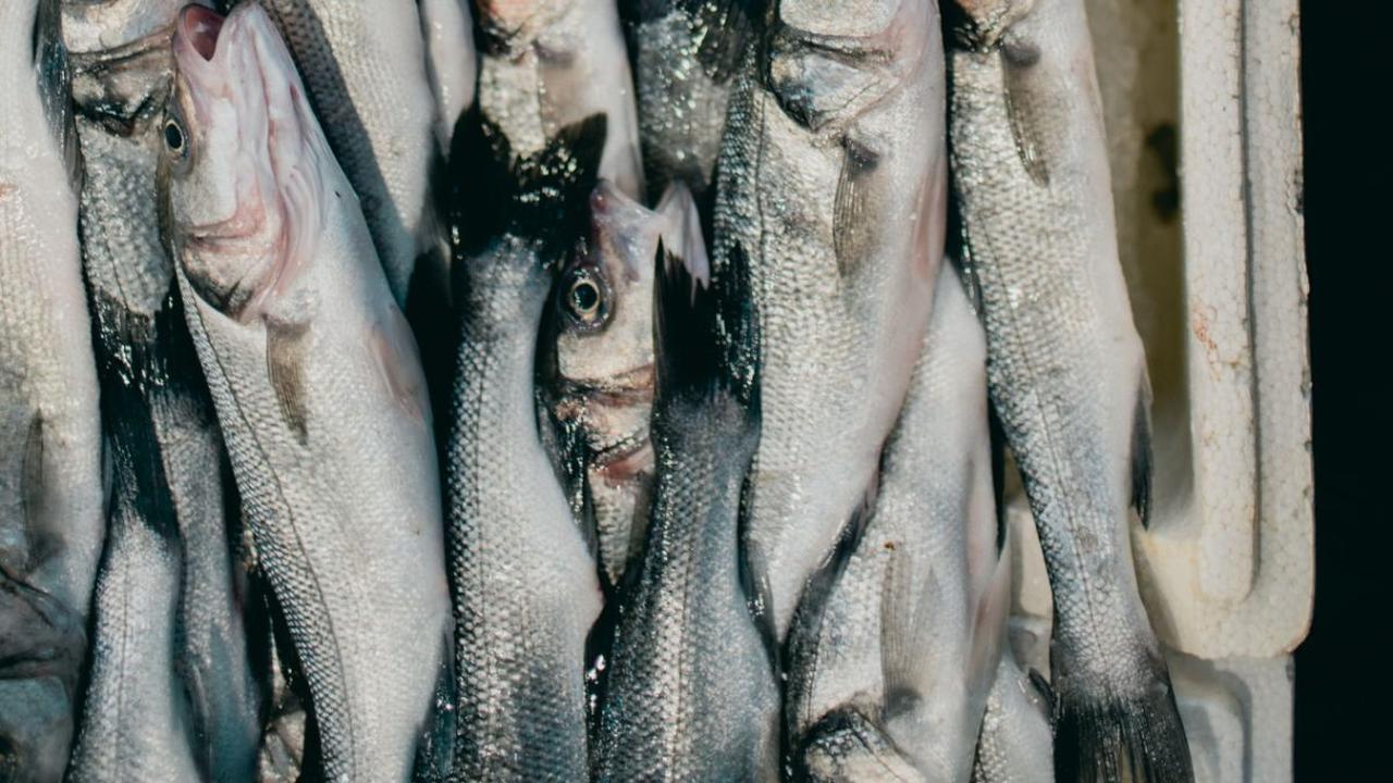 12 Cara Masak Sarden Simple ala Rumahan, Sajian Praktis untuk Menu Makan Keluarga