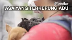 Desa Gamber yang terletak 5km dari puncak Sinabung menyisakan beberapa hewan peliharaan dan ternak yang belum terevakuasi, sementara bahaya erupsi masih terus mengintai desa ini. Animal Defenders dan Garda Satwa Indonesia datang langsung dari Jakarta...