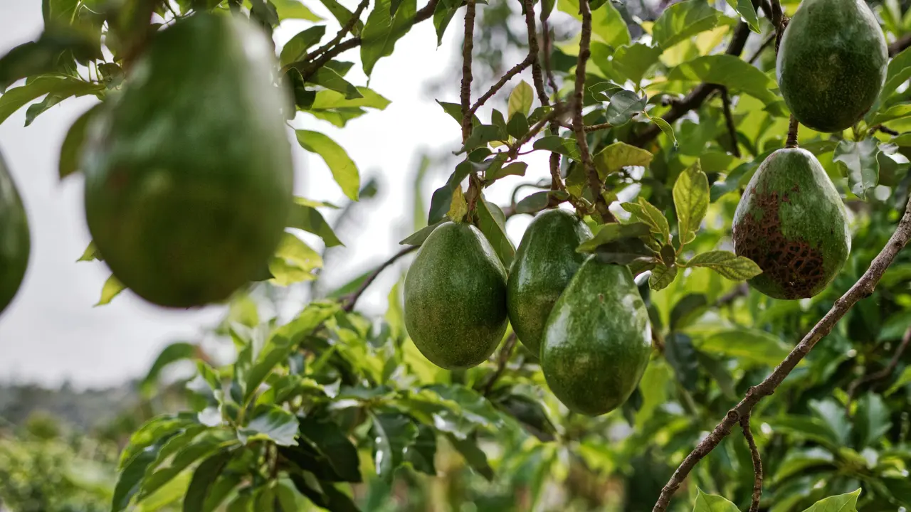 Pohon Alpukat
