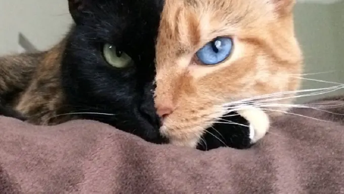 [Bintang] Kucing Bermuka Dua 