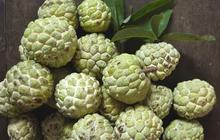 10 Keuntungan Makan Buah Srikaya yang Kini Mulai Banyak Dijual, Lengkap Efek Samping dan Cara Aman Konsumsinya