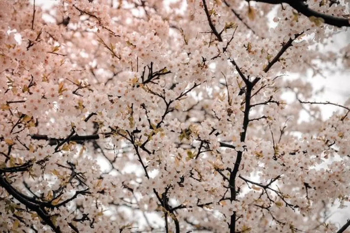 Wisata melihat bunga sakura