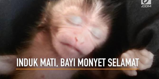 VIDEO: Detik-Detik Monyet Operasi Caesar