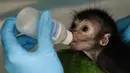 Olivia, seekor monyet laba-laba berusia 25 saat diberi susu di klinik kebun binatang Cali, di Kolombia (19/10). Olivia ditemukan tidak sadar sekitar seminggu yang lalu usai terjatuh dari pelukan ibunya. (AFP Photo/Luis Robayo)