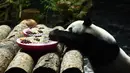 Panda raksasa Erxi menikmati buah di sebuah ruangan berpendingin udara di Jinan Wildlife World, Jinan, Shandong, China, Minggu (14/6/2020). Jinan Wildlife World menyiapkan ruangan berpendingin udara dan es batu untuk menjaga Erxi tetap merasa sejuk seiring terus meningkatnya suhu. (Xinhua/Wang Kai)