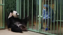 Seorang penjaga China duduk dekat kandang panda raksasa betina yang tengah hamil Huan Huan saat menunggunya melahirkan di Beauval Zoo, Saint-Aignan-sur-Cher, Prancis, 1 Agustus. 2021. Huan Huan melahirkan dua anak kembar dalam keadaan sehat. (Guillaume SOUVANT/AFP)