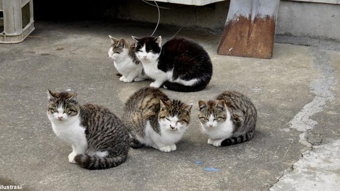 Kurnia Ito Antara Pasien Kanker Dan Pelihara 70 Kucing Health