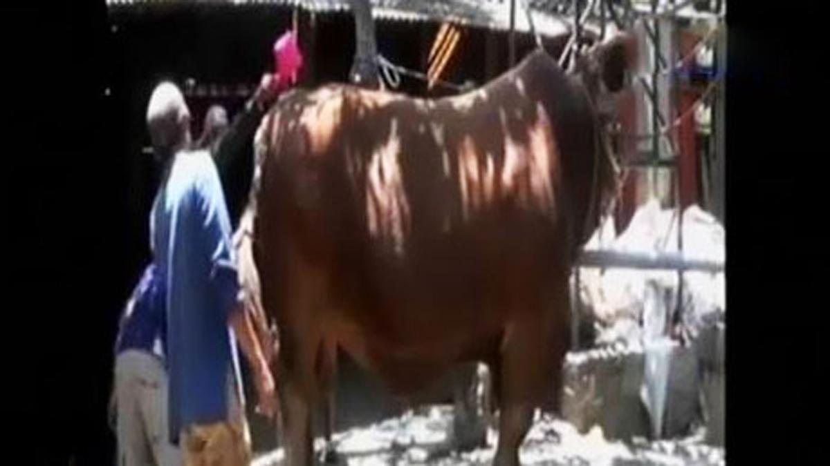 Sapi Kurban Raksasa di Bondowoso Dibanderol Ratusan Juta Rupiah - TV ...