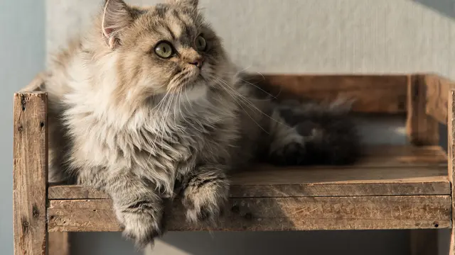 Dari Sphynx sampai Ragdoll, Ini Jenis Kucing Ras Paling Ramah dan Penyayang