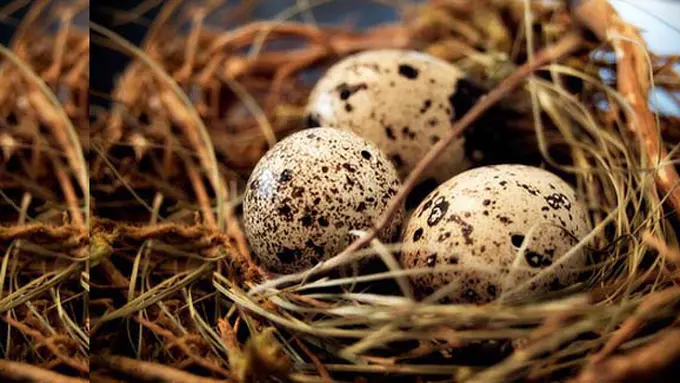 (C) healthvoltes.com