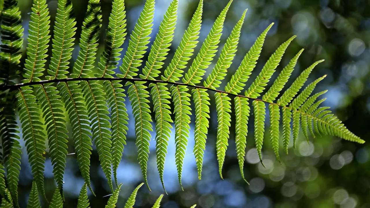Daun Saga