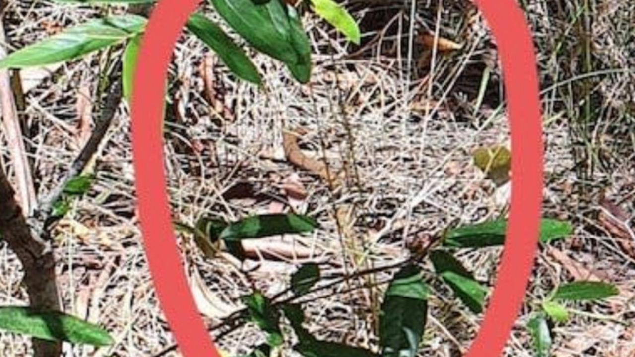 Foto ini Buktikan Ular Ahli Menyamar, Mustahil Dikenali Tiba-tiba Bikin Kaget