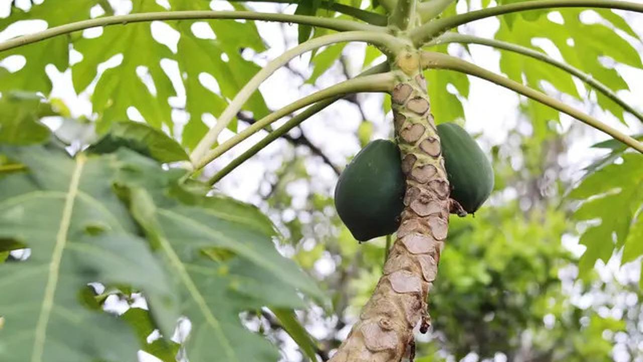 Cara Mudah Menghilangkan Rasa Pahit Daun Pepaya dengan Trik Sederhana