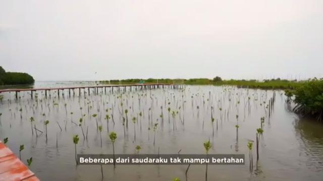 171 Ribu Hektare Kawasan Mangrove Indonesia dalam Kondisi Memprihatinkan