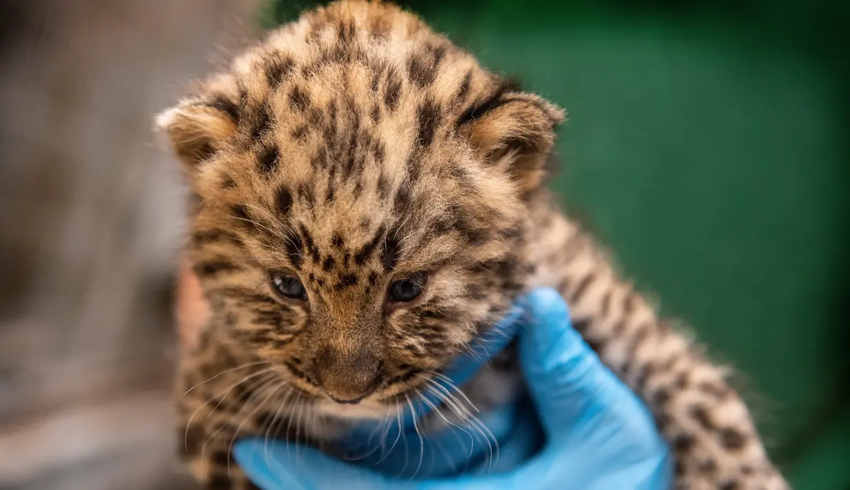 Petugas memeriksa seekor bayi macan tutul di Kebun Binatang Kopenhagen, Denmark pada 10 Juli 2019. Bayi macan tutul tersebut baru diperkenalkan sebulan setelah kelahiran untuk memastikan perkembangannya. (Photo by Liselotte Sabroe / Ritzau Scanpix / AFP)