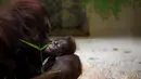 Salah satu induk orangutan Kalimantan, Theodora, menggendong bayinya yang baru lahir di kebun binatang Jardin des Plantes, Paris, Rabu (24/10). Theodora 8 hari lalu baru melahirkan seekor bayi betina yang diberi nama Java. (Eric FEFERBERG/AFP)