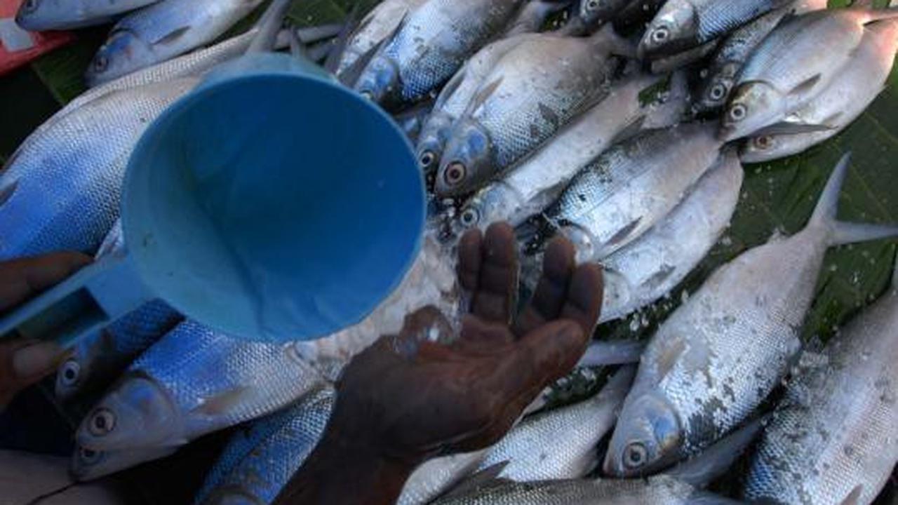 Jelang Imlek, harga Ikan Bandeng mengalami kenaikan