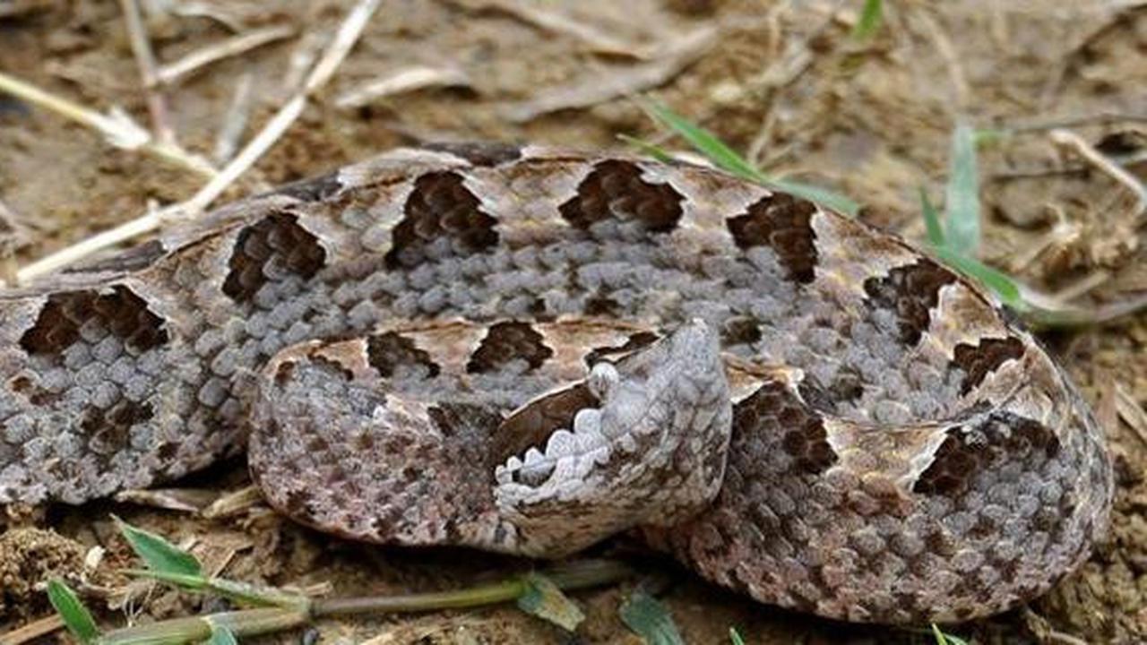5 Jenis Ular yang Suka Bersembunyi di Barang Bekas Gudang, Ada yang Berbisa
